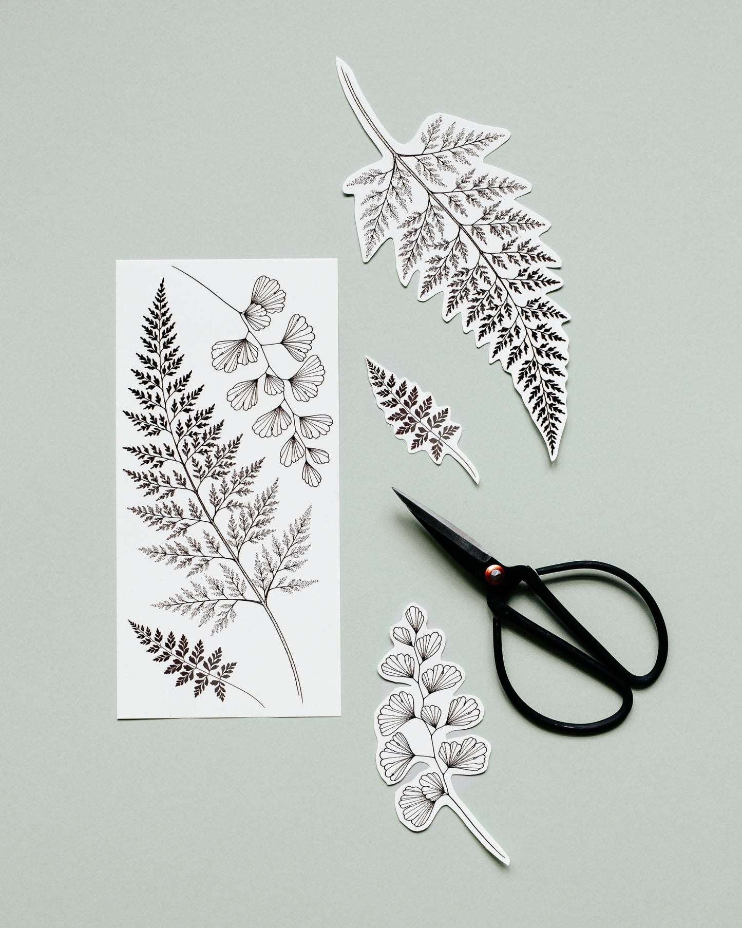 Ferns