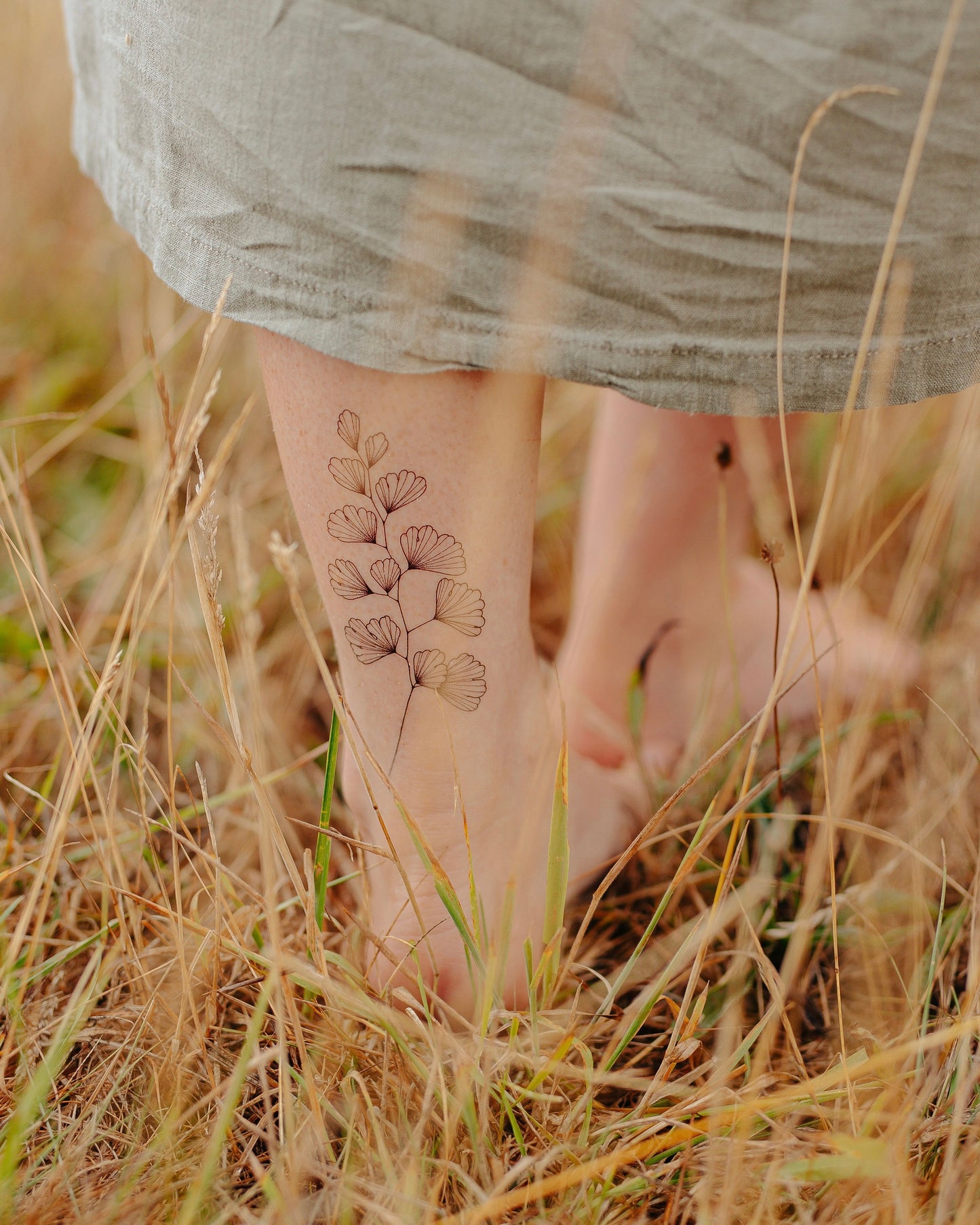 Ferns