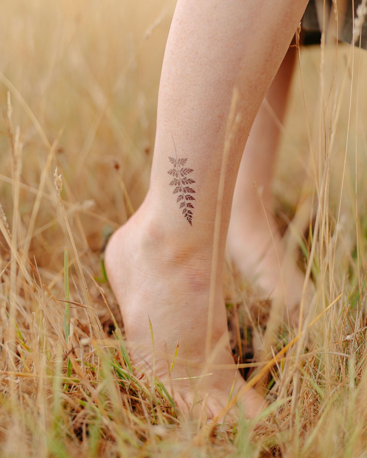 Ferns
